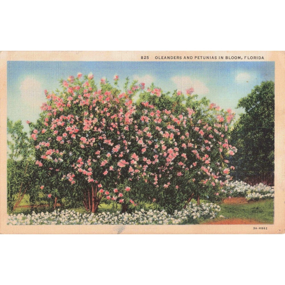 Vintage 1939 Florida Oleanders and Petunias in Bloom Linen Postcard 825 3A-H862 - Picture 1 of 2